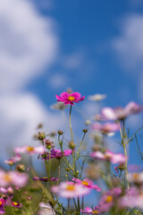 青空に映えるコスモス