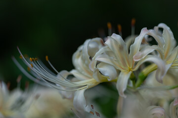 暗い背景に映える白い彼岸花