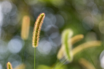 光を浴びて輝くエノコログサ