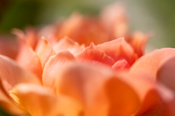 春の日差しを浴びて輝く満開のピンクのバラ