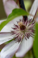 クレマチスの花がひっそりと咲いています