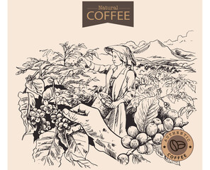 Banner and brochure template of coffee tree and farmer on sketch ink drawing for label packaging, sticker, poster, promotion, banner, t-shirt, tote bag, stamp.