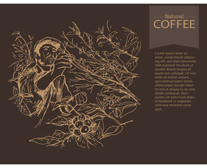 Banner and brochure template of coffee tree and farmer on sketch ink drawing for label packaging, sticker, poster, promotion, banner, t-shirt, tote bag, stamp.
