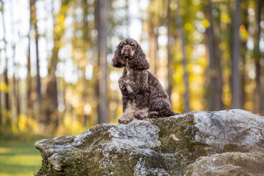 Chocolate American cocker spaniel playing at a pack with green background