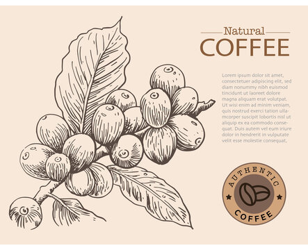 Banner and brochure template of coffee tree and farmer on sketch ink drawing for label packaging, sticker, poster, promotion, banner, t-shirt, tote bag, stamp.