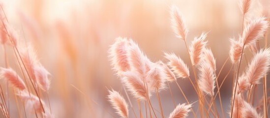 Pampas grass in the light of the setting sun creating a soft focus