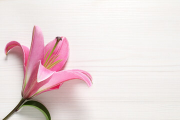 Beautiful pink lily flower on white wooden table, top view. Space for text