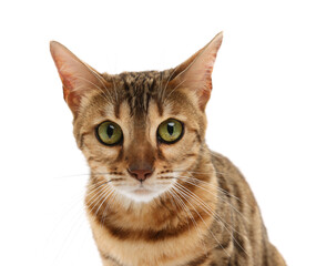 Cute Bengal cat on white background. Adorable pet