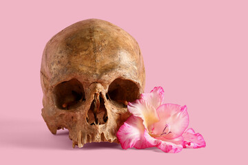 Human skull with beautiful gladiolus flower on pink background, closeup