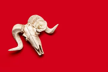 Poster Skull of sheep with beautiful eustoma flower on red background © Pixel-Shot