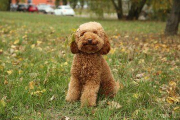 Fototapeta premium Cute fluffy dog in autumn park. Adorable pet