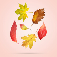 Many different bright autumn leaves falling on pale pink background