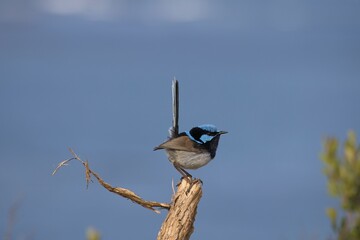 Blue Wren on branch