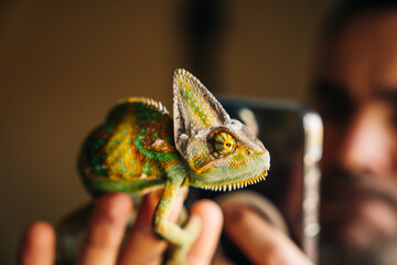 Chameleon close up. Multicolor Beautiful Chameleon closeup reptile with colorful bright skin on the...