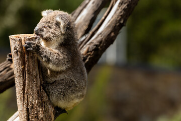 A Baby Koala (phascolarctos cinereus) - known as a Joey.