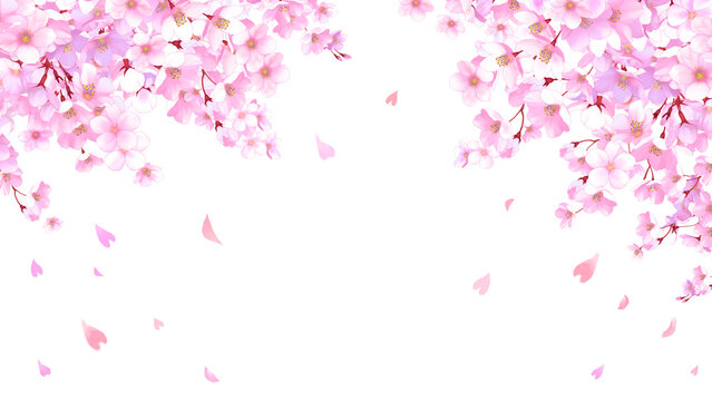桜と舞い散る花びらのフレーム　桜吹雪　飾り枠　素材　お花見　入学　卒業　入園　卒園　ひな祭り　ひなまつり　白背景　白バック　16:9