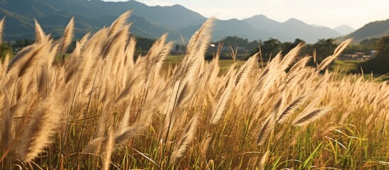 Pennisetum pedicellatum or Desho grass, known as Yaa Ka Jon Job or Yaa Communist in Thai, is suitable for livestock feed and as a protective measure against runoff and soil erosion on highland slopes. - obrazy, fototapety, plakaty