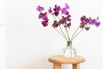 春のスイートピーという花