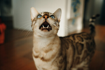 Beautiful stylish Bengal cat. Animal portrait. Playful cat. Bengal cat is lying on the floor.