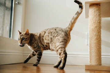 Beautiful stylish Bengal cat plays with the mouse. Animal portrait. Playful cat. Bengal cat is...