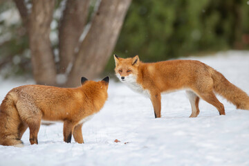 見つめ合うキタキツネ