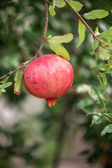 Close-up of pomegranate fruit. Pomegranates hanging on the tree branches in garden in Greece. Greek pomegranate.