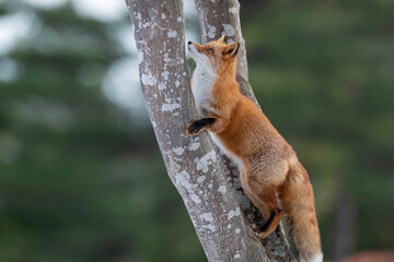 初冬のキタキツネ