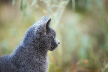 Portrait of Beautiful stray grey cat similar to russian blue breed is sitting on the street. the cat with green eyes.