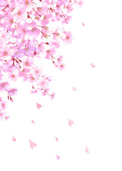 桜と舞い散る花びらのフレーム　桜吹雪　飾り枠　素材　お花見　入学　卒業　入園　卒園　ひな祭り　ひなまつり　白背景　白バック　縦長