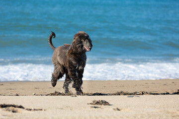 Funny Afghan Hound young dog having fun on the beach. Afghan hound puppy running at the seaside