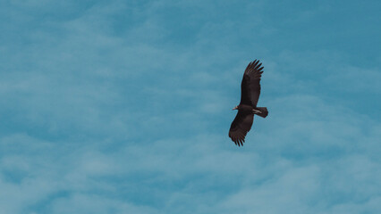 vulture in flight