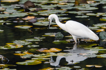 A little egret in a pond in a park in the suburbs of Japan