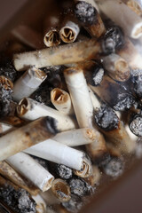 Lots of smoking joints tips in transparent glass macro Medical cannabis cretan super lemon haze close up background and wallpapers in super fine high quality instant stock photography printings