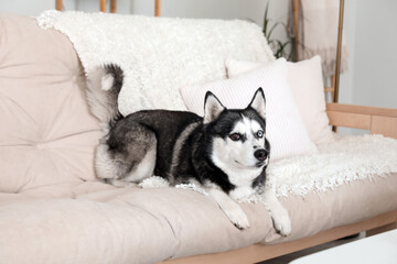 Adorable Husky dog on sofa at home