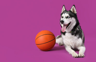 Adorable Husky dog with ball on purple background