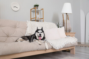 Adorable Husky dog on sofa at home