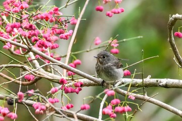 きれいに色づいたマユミの実に囲まれてのんびりくつろぐエゾビタキ
