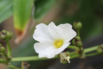 Flower of a white flower with green leaves on the background.