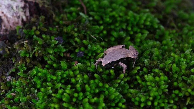 Moving its neck making sound, insect approaches from the left, obviously annoyed, kicks the insect away Muay Thai style to a nearby star, Dark-sided Chorus Frog,  Microhyla heymonsi, Thailand