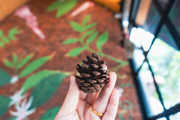 Pine cones in hand