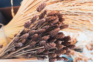 Pine cones on a natural wooden background