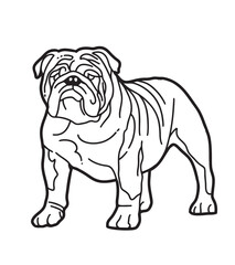 bulldog puppy illustration