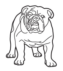 english bulldog puppy