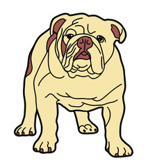Obraz premium english bulldog cartoon