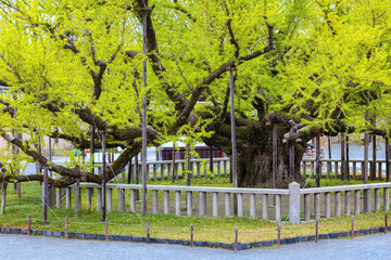 Nishi Hongan-ji is one of two Jodo Shinshu temple complexes in Kyoto. Established 1591, many of its...