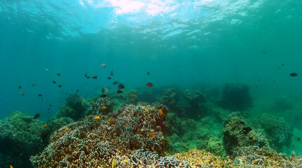Naklejka na ściany i meble Tropical fish and coral reef. Underwater world background.