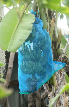 banana covered with netting bag or net sack used for protect the banana fruits from insect or rodent