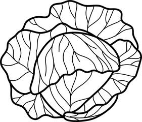 Cabbage Vegetable Doodle Vector Illustration