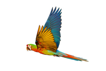 Colorful of Shamlet Macaw parrot flying isolated on transparent background png file