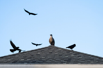 Seagull perched on the peak of asphalt shingle roof, with crows for company
